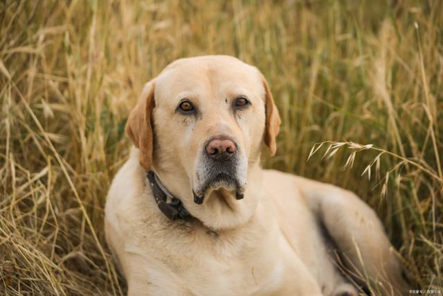 狗狗五个月会发情吗？——探究犬类性成熟与发情周期