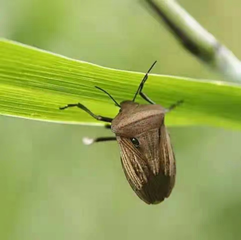 广东蓝治害虫有限公司，专业害虫防治的领先者