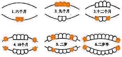 九个月不长牙，探寻原因与应对策略