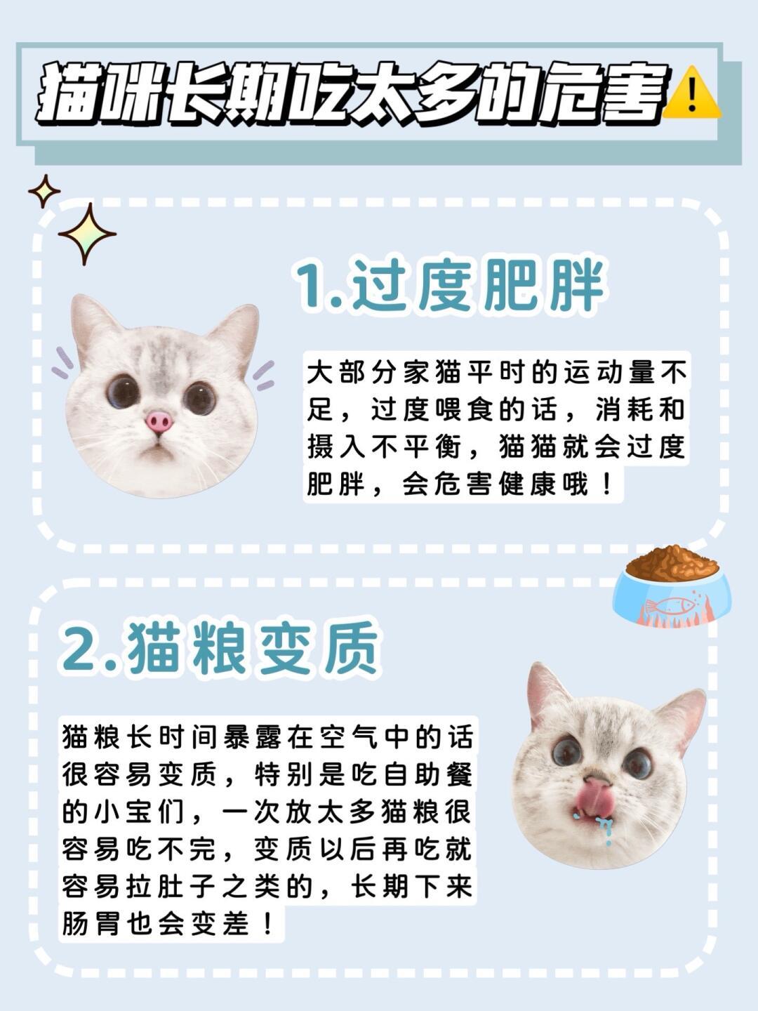 两个月小猫的食量和喂养指南