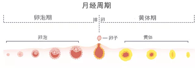 两个月来一次月经是怎么回事——探索月经周期的奥秘