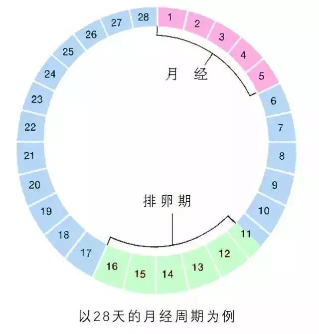 女性一个月排卵几天——深度解析女性生理周期